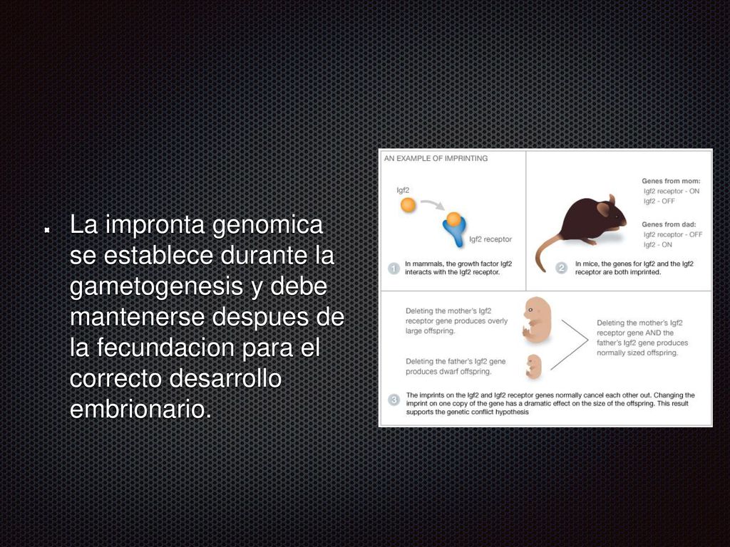 La impronta genomica se establece durante la gametogenesis y debe mantenerse despues de la fecundacion para el correcto desarrollo embrionario.