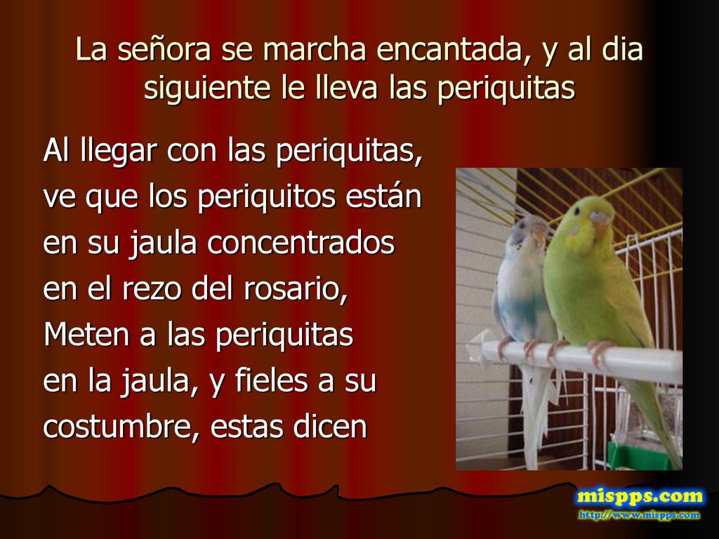 La señora se marcha encantada, y al dia siguiente le lleva las periquitas