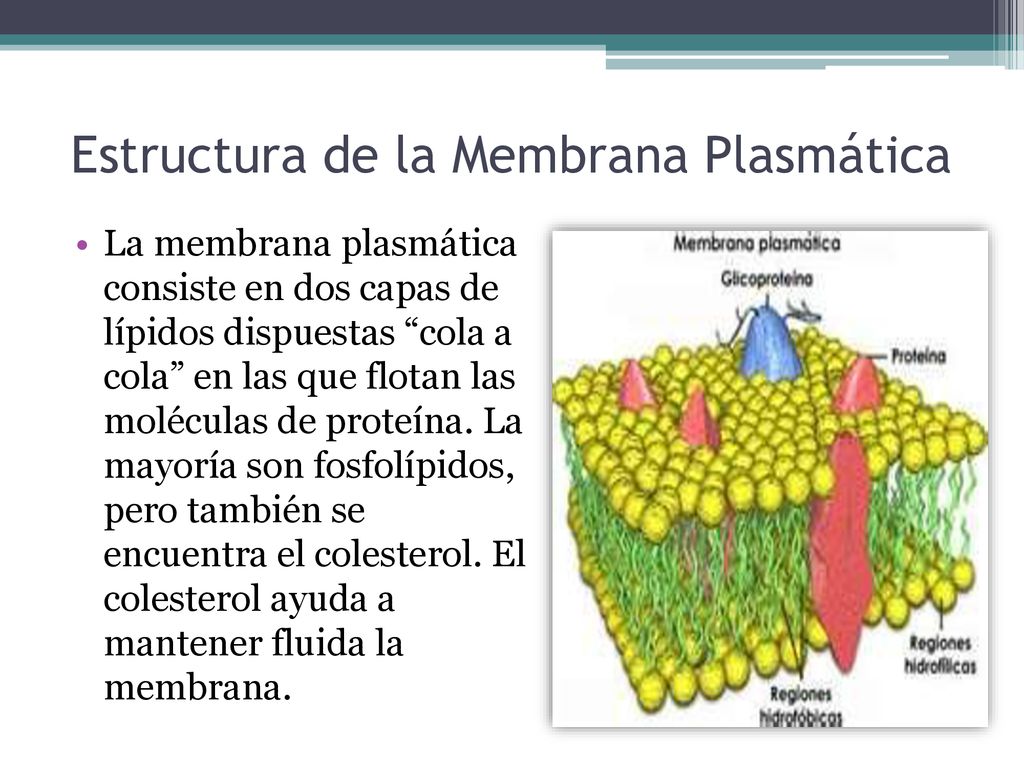 La Estructura De La Membrana Plasmática - Ppt Descargar