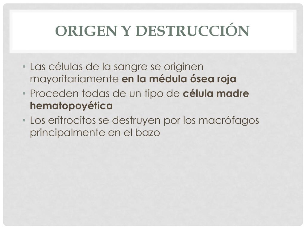 Origen y destrucción Las células de la sangre se originen mayoritariamente en la médula ósea roja.