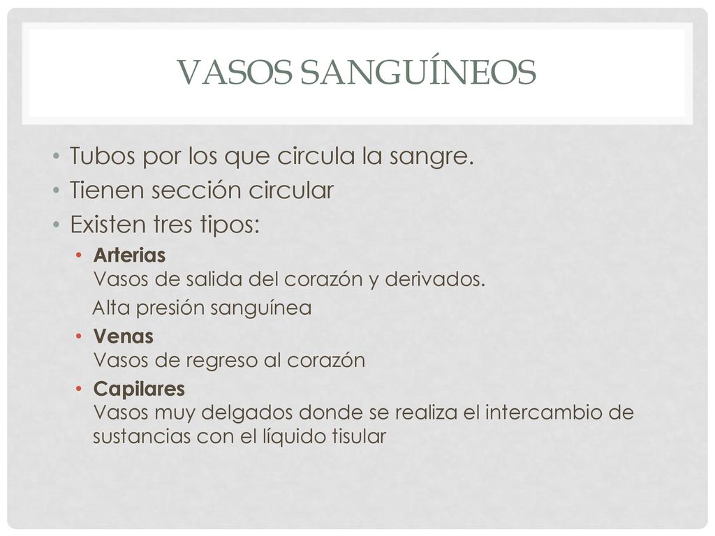 Vasos sanguíneos Tubos por los que circula la sangre.