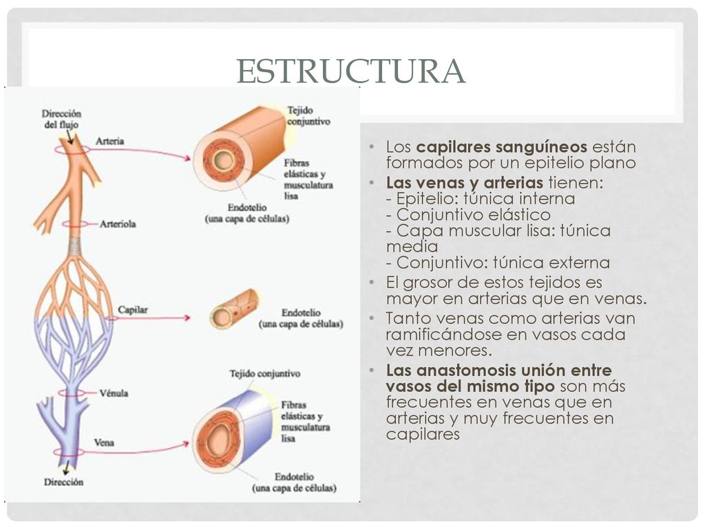estructura Los capilares sanguíneos están formados por un epitelio plano.