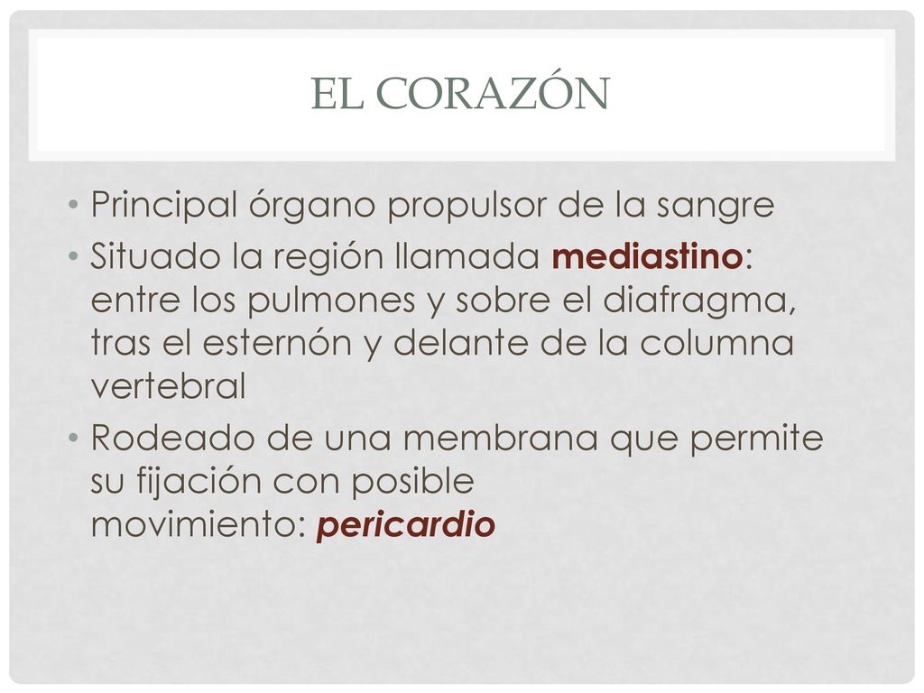 El corazón Principal órgano propulsor de la sangre
