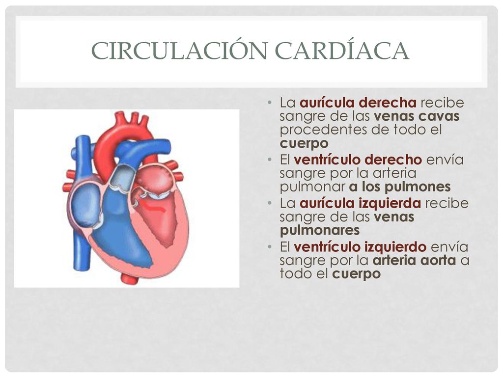 Circulación cardíaca La aurícula derecha recibe sangre de las venas cavas procedentes de todo el cuerpo.