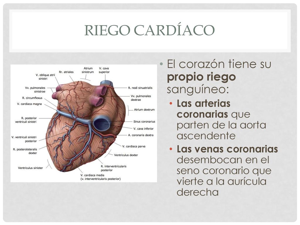 Riego cardíaco El corazón tiene su propio riego sanguíneo: