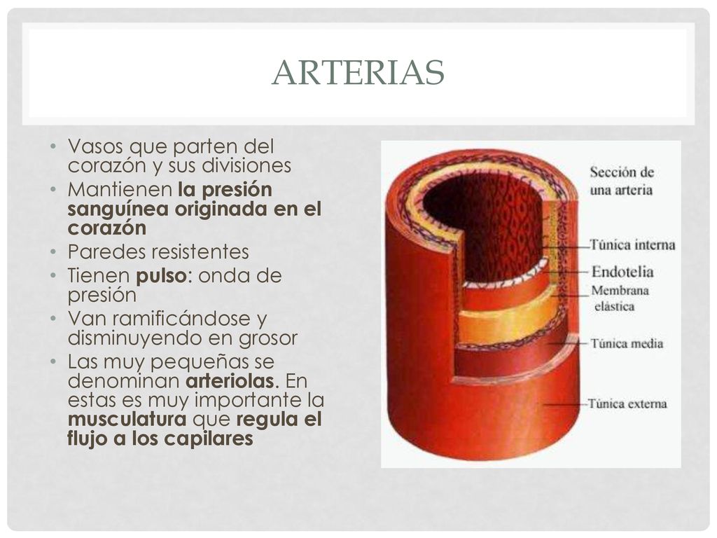 arterias Vasos que parten del corazón y sus divisiones