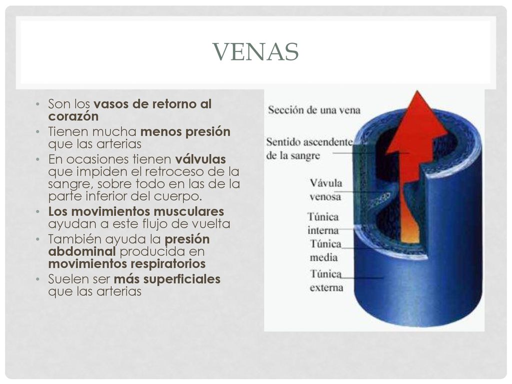 venas Son los vasos de retorno al corazón