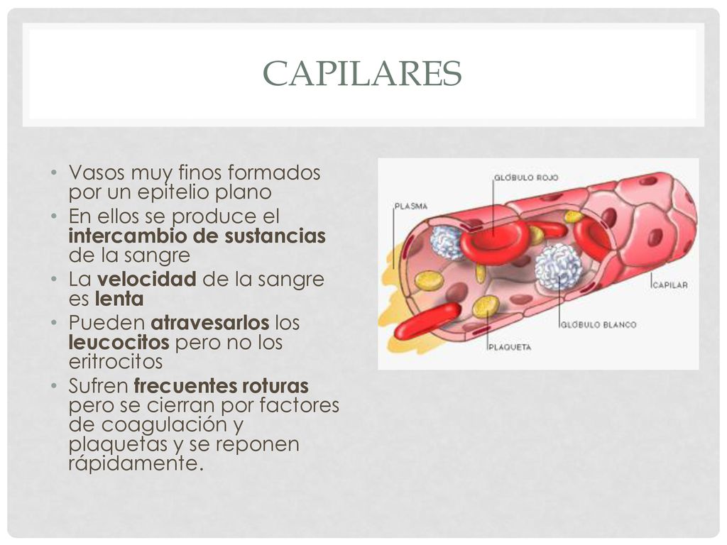 Capilares Vasos muy finos formados por un epitelio plano