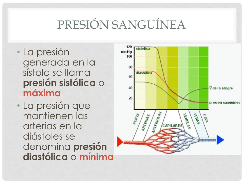 Presión sanguínea La presión generada en la sístole se llama presión sistólica o máxima.