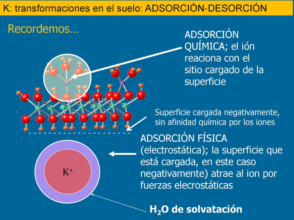 Recordemos… K: transformaciones en el suelo: ADSORCIÓN-DESORCIÓN