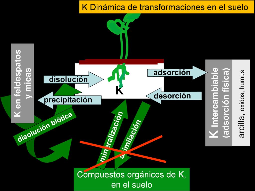 K en feldespatos y micas K Intercambiable (adsorción física)