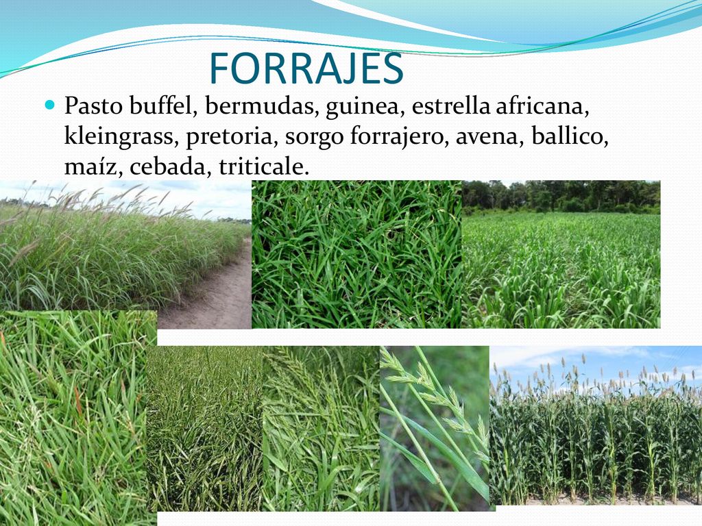 FORRAJES Pasto buffel, bermudas, guinea, estrella africana, kleingrass, pretoria, sorgo forrajero, avena, ballico, maíz, cebada, triticale.