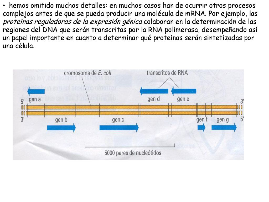 hemos omitido muchos detalles: en muchos casos han de ocurrir otros procesos complejos antes de que se pueda producir una molécula de mRNA.