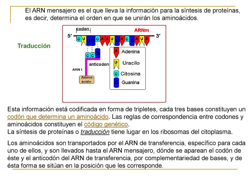 El ARN mensajero es el que lleva la información para la síntesis de proteínas, es decir, determina el orden en que se unirán los aminoácidos.