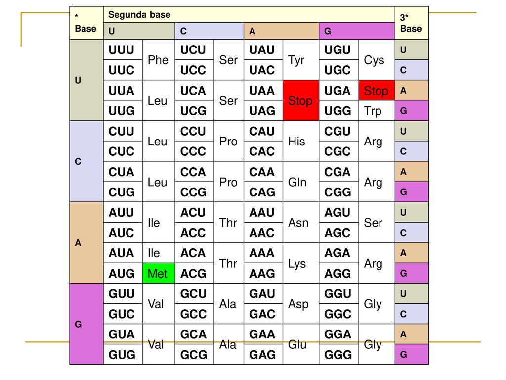 UUU Phe UCU Ser UAU Tyr UGU Cys UUC UCC UAC UGC UUA Leu UCA UAA Stop