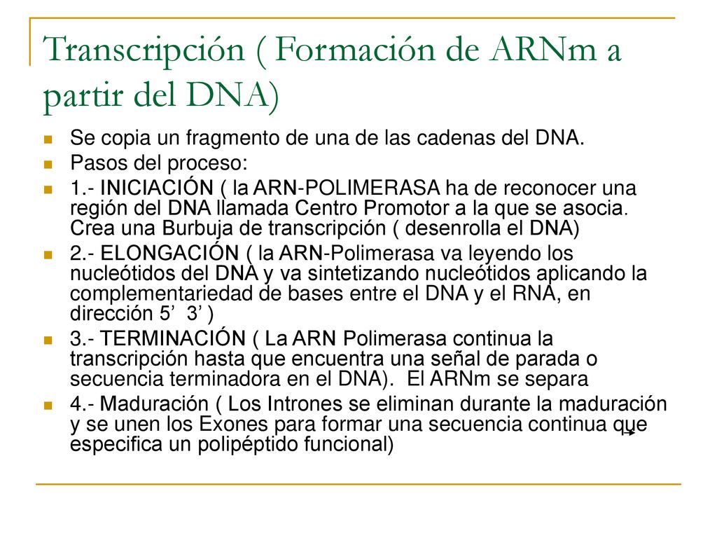 Transcripción ( Formación de ARNm a partir del DNA)