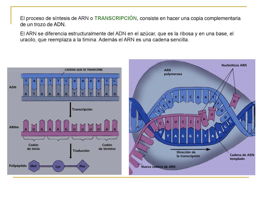 El proceso de síntesis de ARN o TRANSCRIPCIÓN, consiste en hacer una copia complementaria de un trozo de ADN.