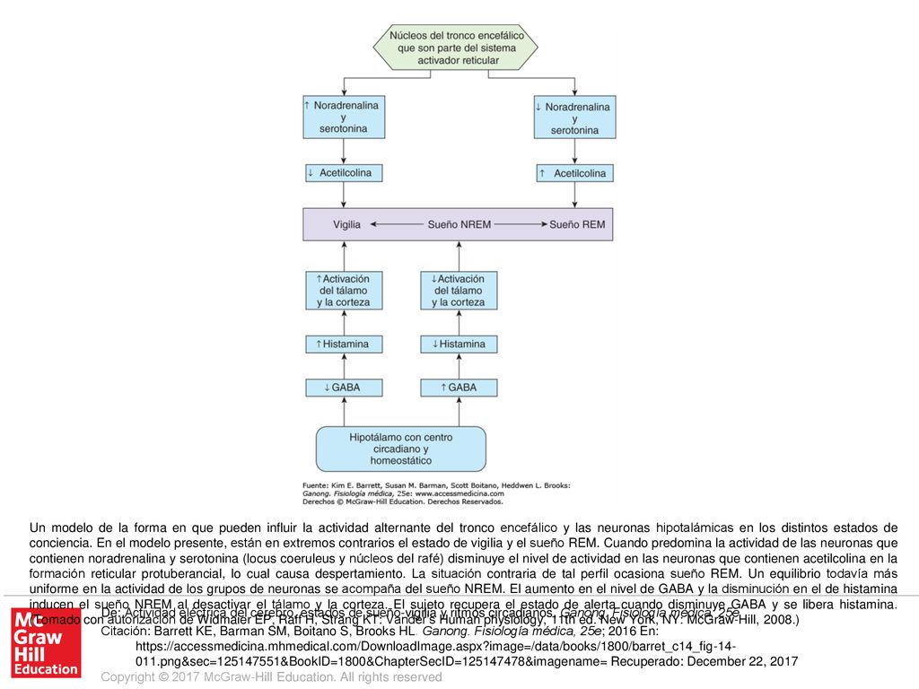 Un modelo de la forma en que pueden influir la actividad alternante del tronco encefálico y las neuronas hipotalámicas en los distintos estados de conciencia. En el modelo presente, están en extremos contrarios el estado de vigilia y el sueño REM. Cuando predomina la actividad de las neuronas que contienen noradrenalina y serotonina (locus coeruleus y núcleos del rafé) disminuye el nivel de actividad en las neuronas que contienen acetilcolina en la formación reticular protuberancial, lo cual causa despertamiento. La situación contraria de tal perfil ocasiona sueño REM. Un equilibrio todavía más uniforme en la actividad de los grupos de neuronas se acompaña del sueño NREM. El aumento en el nivel de GABA y la disminución en el de histamina inducen el sueño NREM al desactivar el tálamo y la corteza. El sujeto recupera el estado de alerta cuando disminuye GABA y se libera histamina. (Tomado con autorización de Widmaier EP, Raff H, Strang KT: Vander’s Human physiology, 11th ed. New York, NY: McGraw-Hill, 2008.)