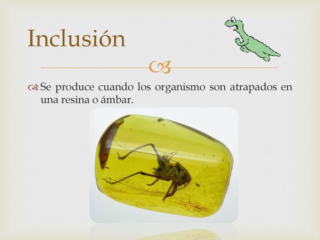 Inclusión Se produce cuando los organismo son atrapados en una resina o ámbar.