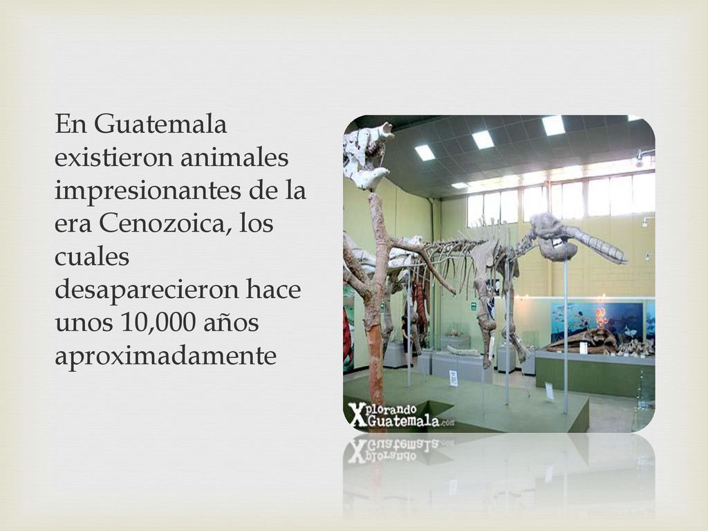 En Guatemala existieron animales impresionantes de la era Cenozoica, los cuales desaparecieron hace unos 10,000 años aproximadamente