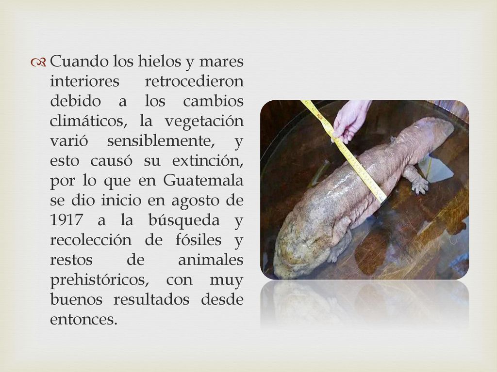 Cuando los hielos y mares interiores retrocedieron debido a los cambios climáticos, la vegetación varió sensiblemente, y esto causó su extinción, por lo que en Guatemala se dio inicio en agosto de 1917 a la búsqueda y recolección de fósiles y restos de animales prehistóricos, con muy buenos resultados desde entonces.