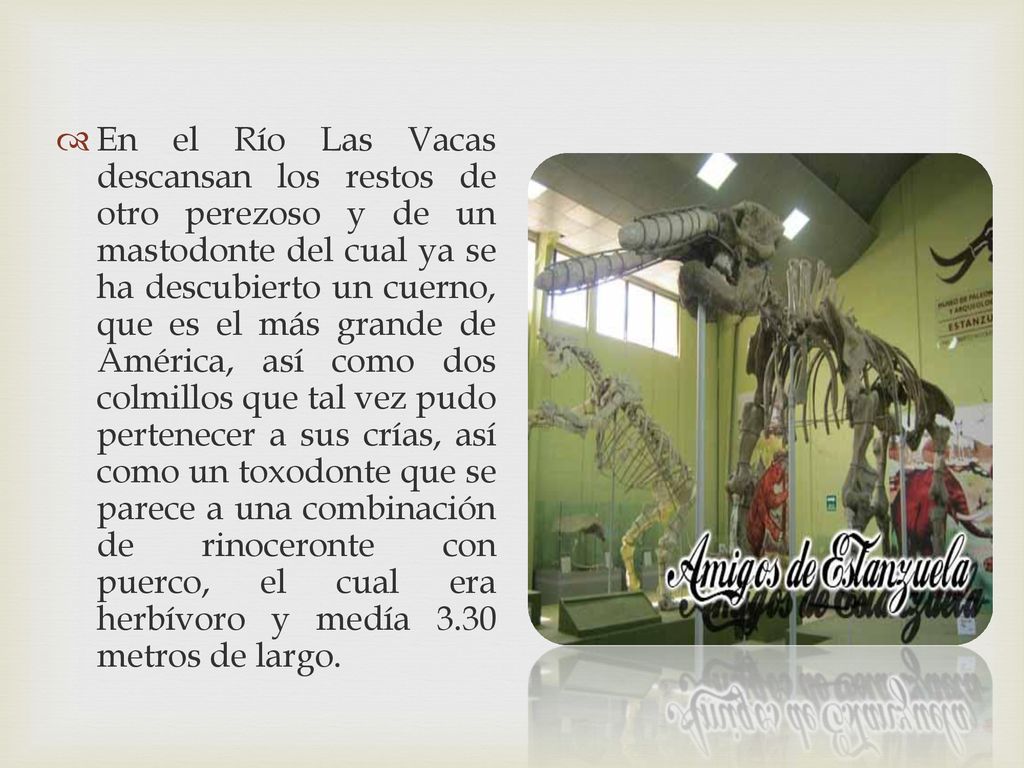 En el Río Las Vacas descansan los restos de otro perezoso y de un mastodonte del cual ya se ha descubierto un cuerno, que es el más grande de América, así como dos colmillos que tal vez pudo pertenecer a sus crías, así como un toxodonte que se parece a una combinación de rinoceronte con puerco, el cual era herbívoro y medía 3.30 metros de largo.