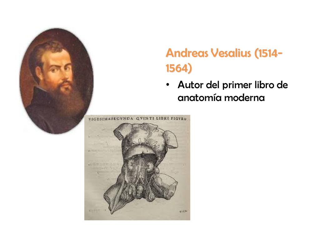Andreas Vesalius ( ) Autor del primer libro de anatomía moderna