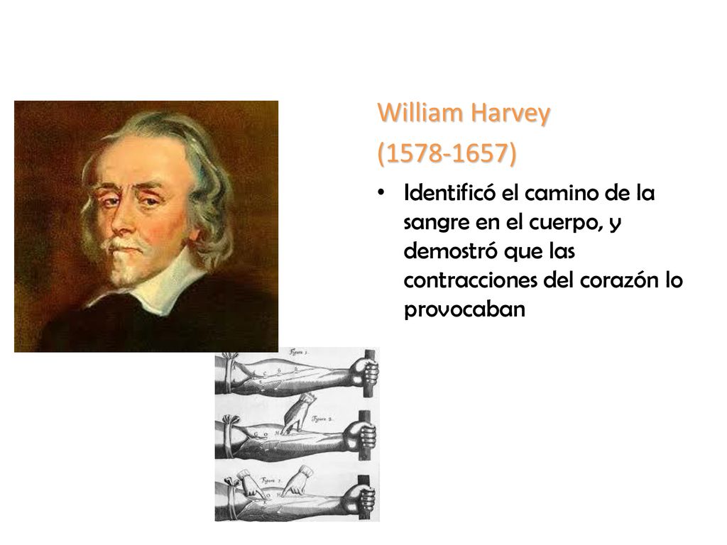 William Harvey ( ) Identificó el camino de la sangre en el cuerpo, y demostró que las contracciones del corazón lo provocaban.