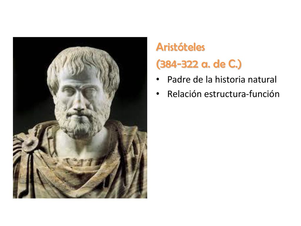 Aristóteles ( a. de C.) Padre de la historia natural