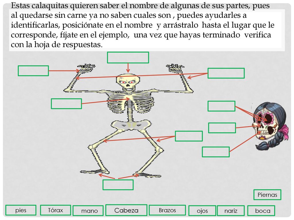 Estas calaquitas quieren saber el nombre de algunas de sus partes, pues al quedarse sin carne ya no saben cuales son , puedes ayudarles a identificarlas, posiciónate en el nombre y arrástralo hasta el lugar que le corresponde, fíjate en el ejemplo, una vez que hayas terminado verifica con la hoja de respuestas.