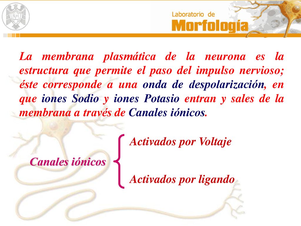 La membrana plasmática de la neurona es la estructura que permite el paso del impulso nervioso; éste corresponde a una onda de despolarización, en que iones Sodio y iones Potasio entran y sales de la membrana a través de Canales iónicos.