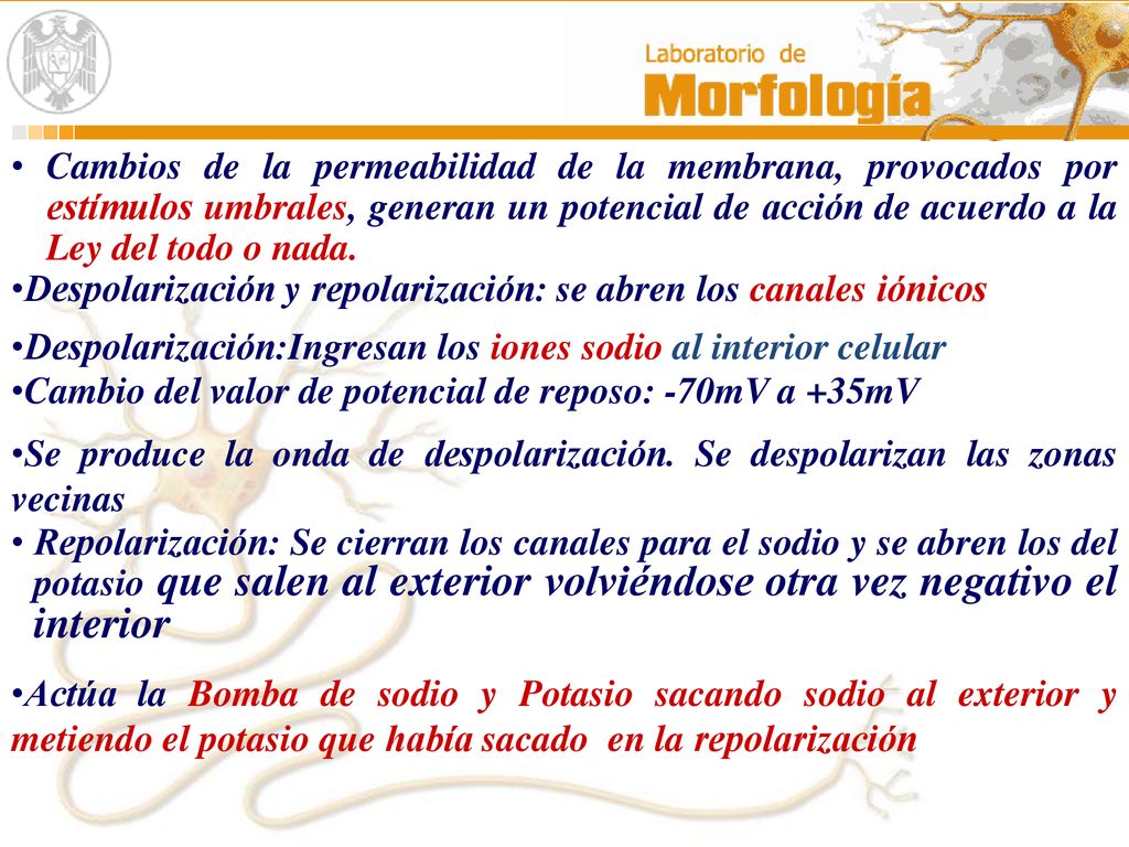 Cambios de la permeabilidad de la membrana, provocados por estímulos umbrales, generan un potencial de acción de acuerdo a la Ley del todo o nada.