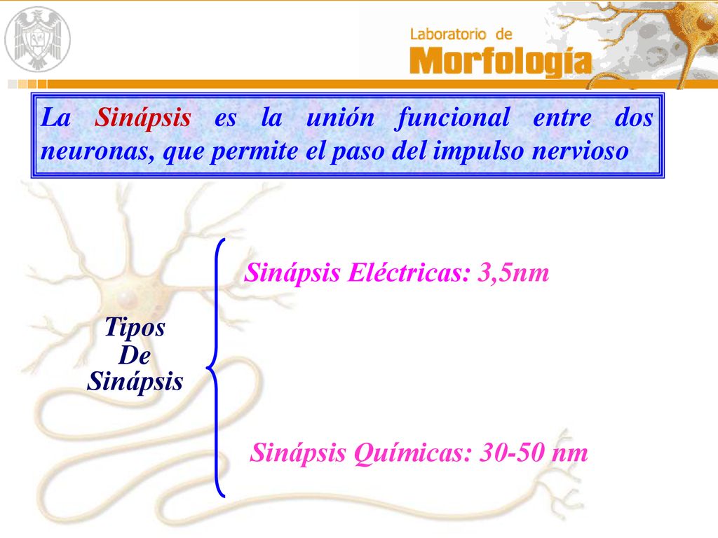 La Sinápsis es la unión funcional entre dos neuronas, que permite el paso del impulso nervioso