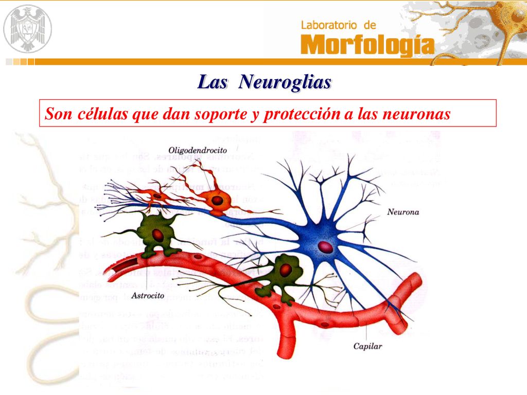 Las Neuroglias Son células que dan soporte y protección a las neuronas