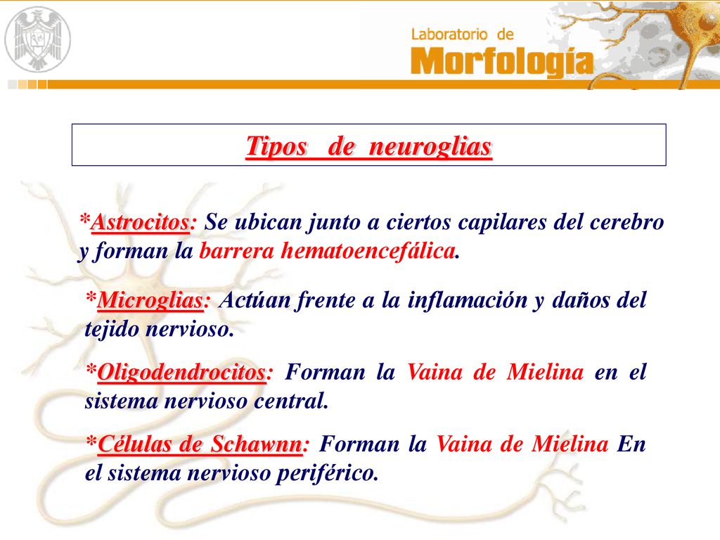Tipos de neuroglias *Astrocitos: Se ubican junto a ciertos capilares del cerebro y forman la barrera hematoencefálica.