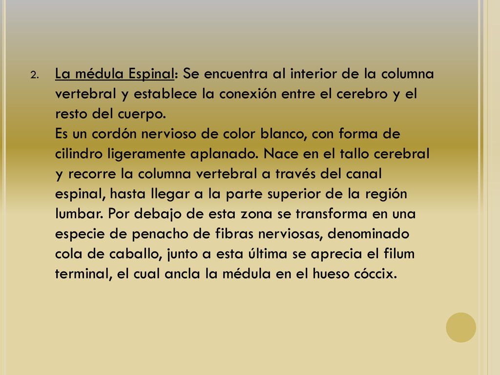 La médula Espinal: Se encuentra al interior de la columna vertebral y establece la conexión entre el cerebro y el resto del cuerpo.