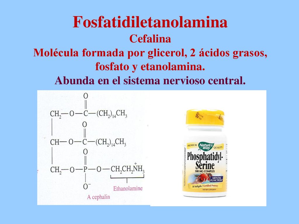 Fosfatidiletanolamina Cefalina Molécula formada por glicerol, 2 ácidos grasos, fosfato y etanolamina.