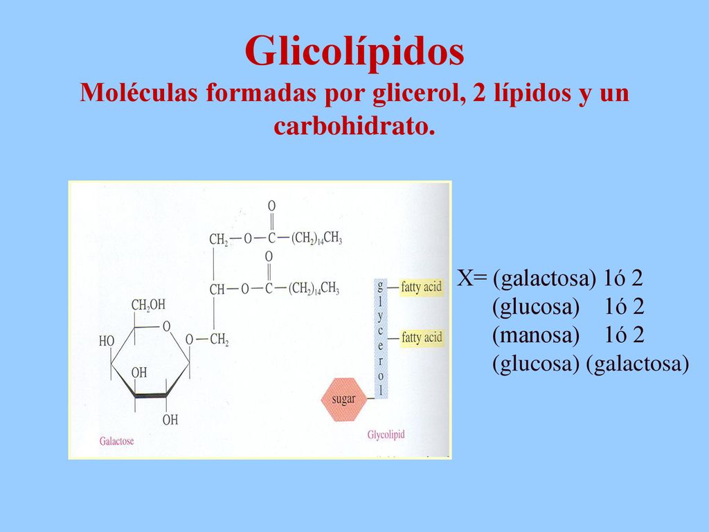 Glicolípidos Moléculas formadas por glicerol, 2 lípidos y un carbohidrato.