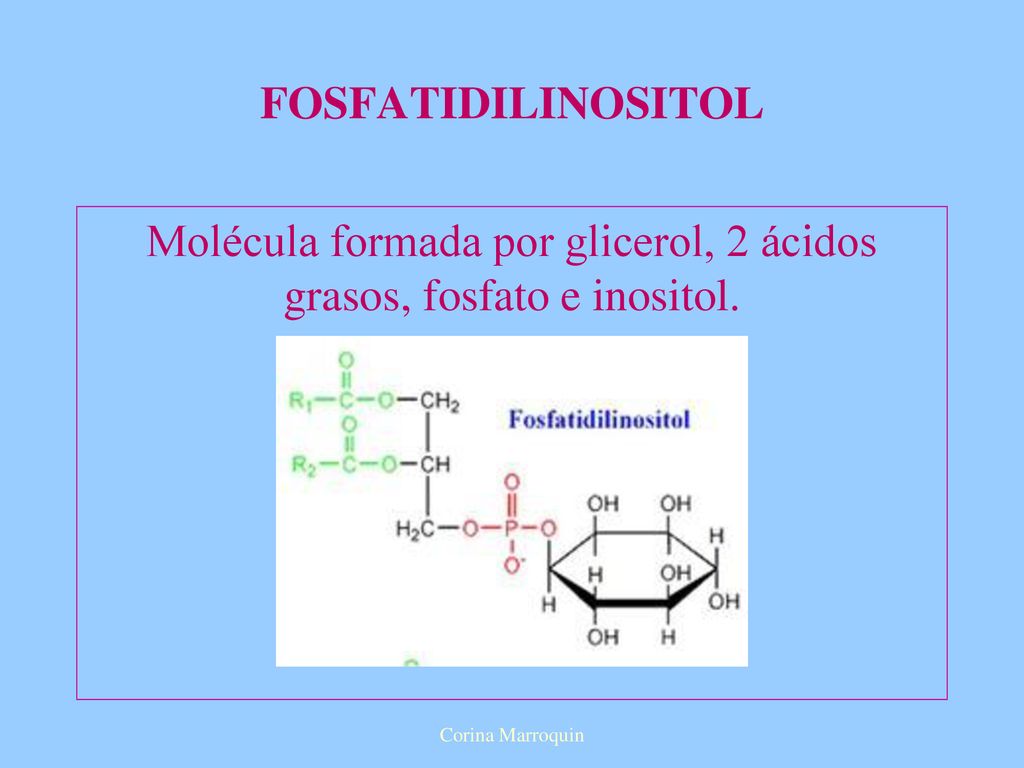 Molécula formada por glicerol, 2 ácidos grasos, fosfato e inositol.