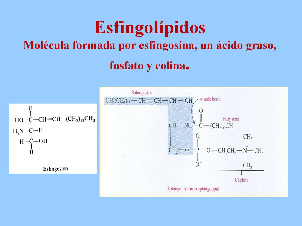 Esfingolípidos Molécula formada por esfingosina, un ácido graso, fosfato y colina.