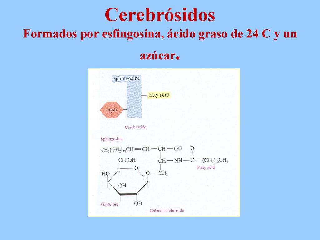 Cerebrósidos Formados por esfingosina, ácido graso de 24 C y un azúcar.