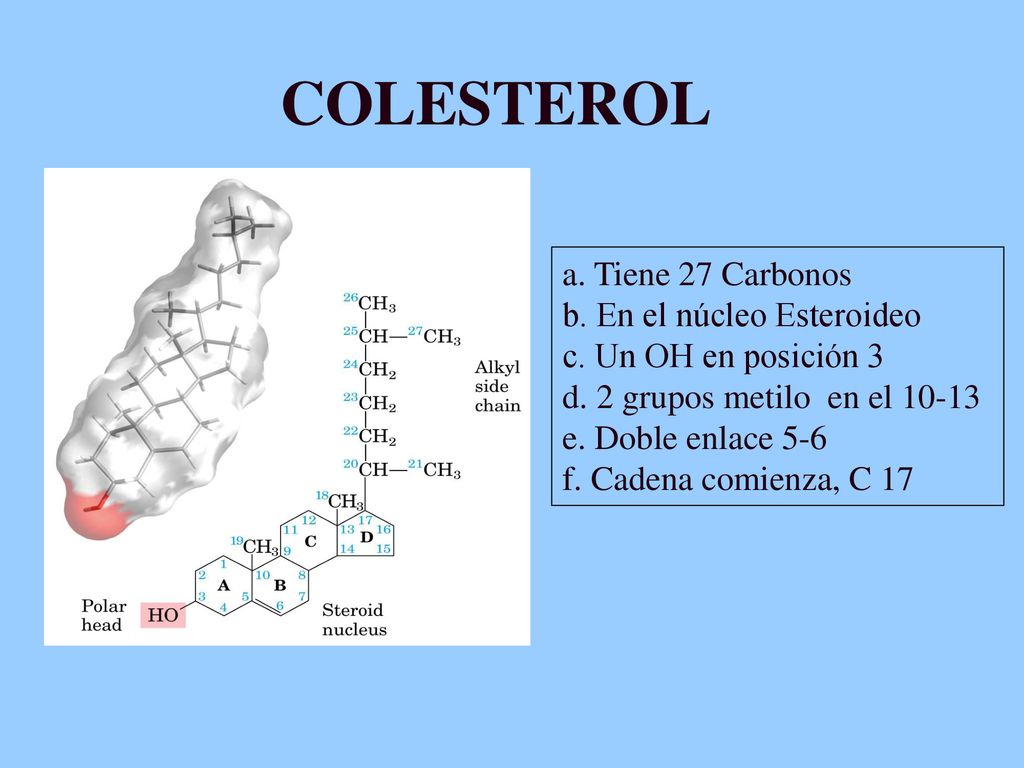 COLESTEROL a. Tiene 27 Carbonos b. En el núcleo Esteroideo