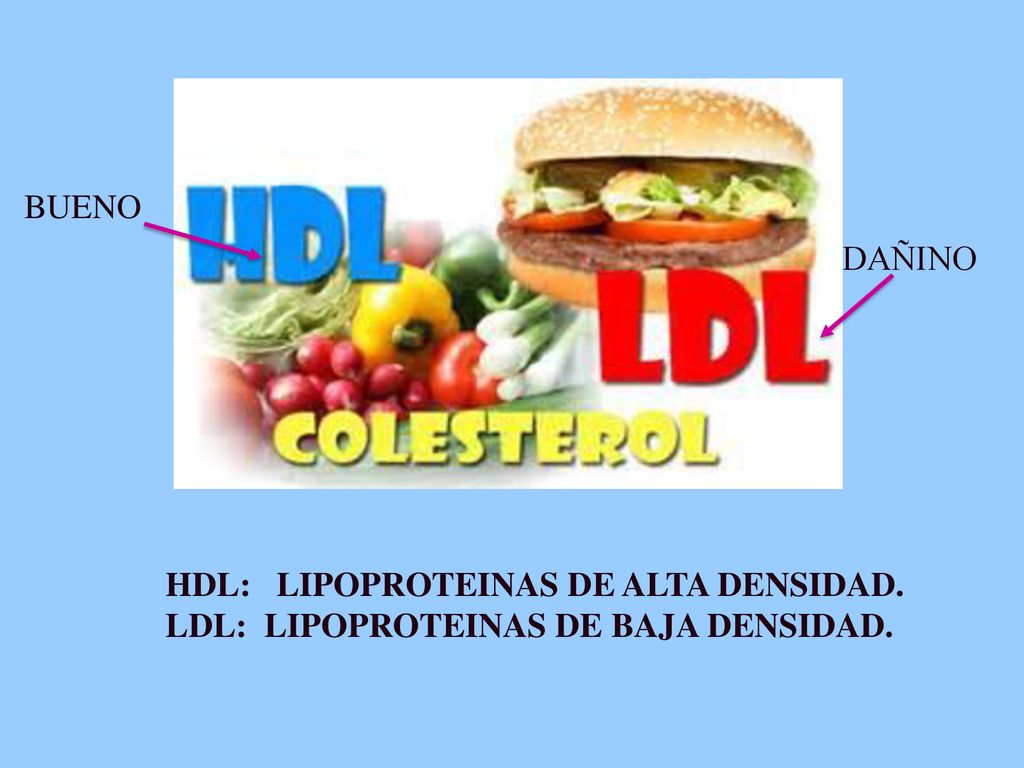 BUENO DAÑINO HDL: LIPOPROTEINAS DE ALTA DENSIDAD. LDL: LIPOPROTEINAS DE BAJA DENSIDAD.
