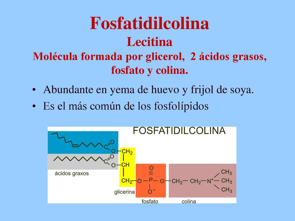 Fosfatidilcolina Lecitina Molécula formada por glicerol, 2 ácidos grasos, fosfato y colina.