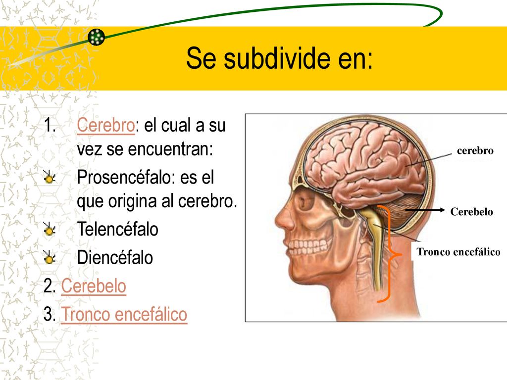 Se subdivide en: Cerebro: el cual a su vez se encuentran:
