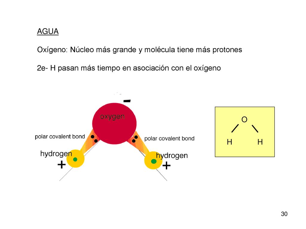 AGUA Oxígeno: Núcleo más grande y molécula tiene más protones. 2e- H pasan más tiempo en asociación con el oxígeno.