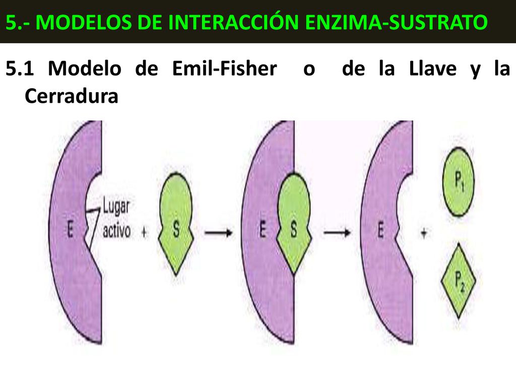 ENZIMAS. - ppt descargar