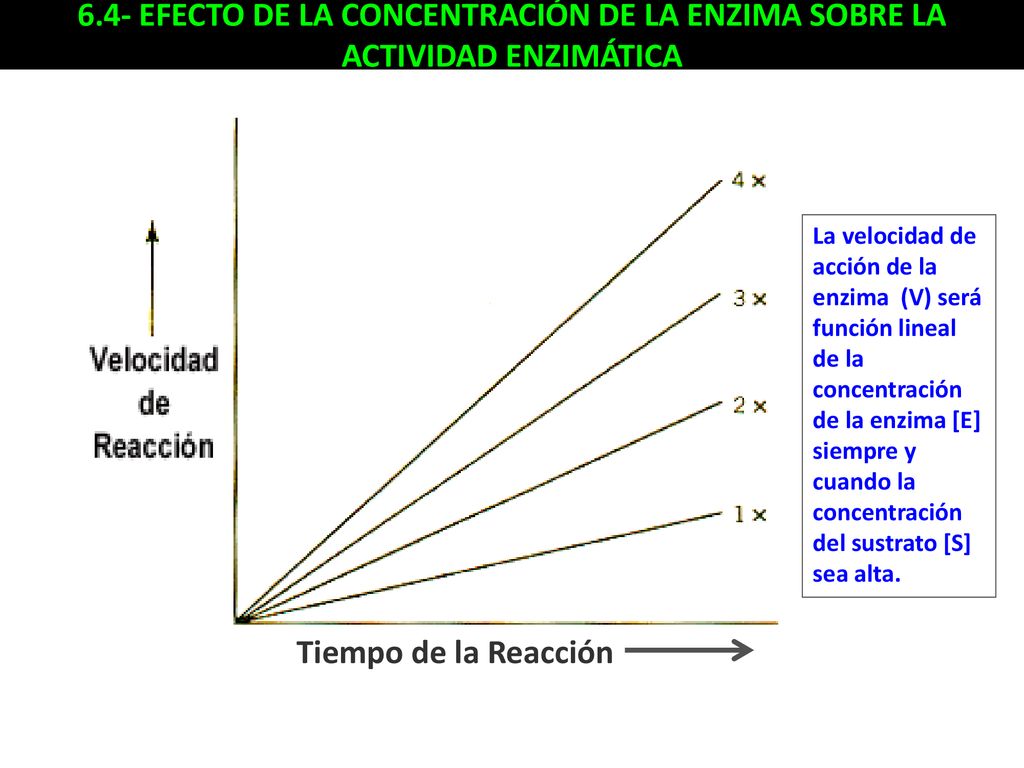 6.4- EFECTO DE LA CONCENTRACIÓN DE LA ENZIMA SOBRE LA ACTIVIDAD ENZIMÁTICA