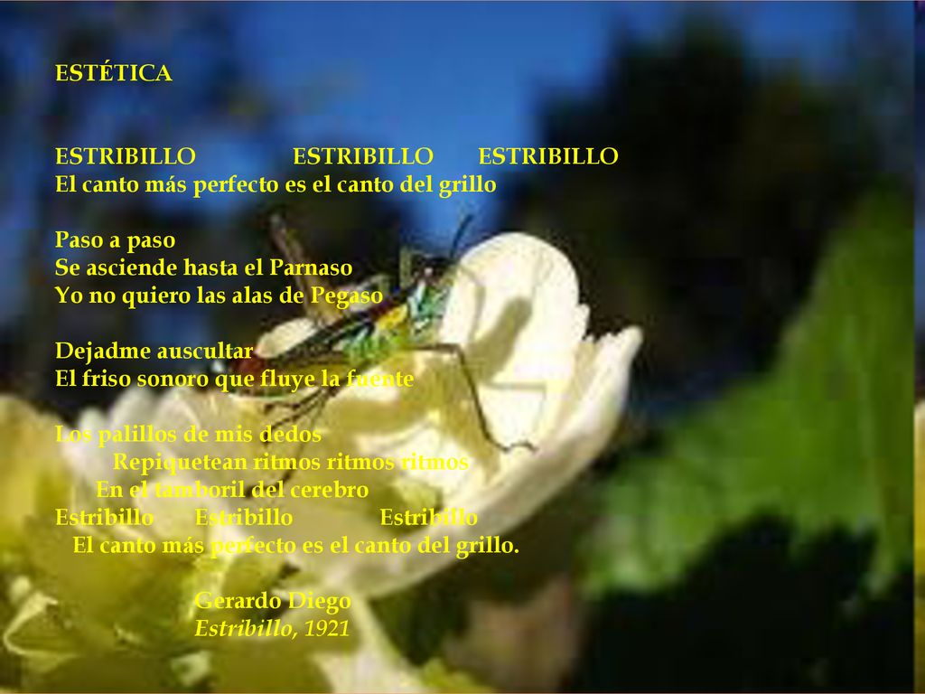 ESTÉTICA ESTRIBILLO ESTRIBILLO ESTRIBILLO. El canto más perfecto es el canto del grillo. Paso a paso.