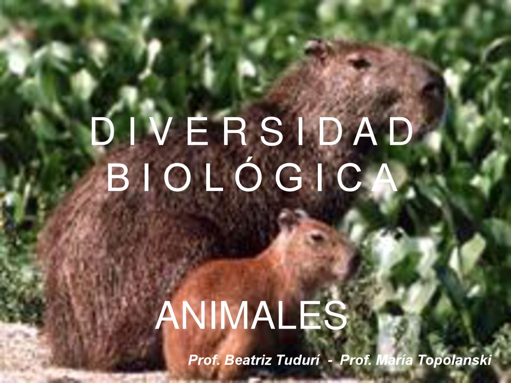 D I V E R S I D A D B I O L Ó G I C A ANIMALES